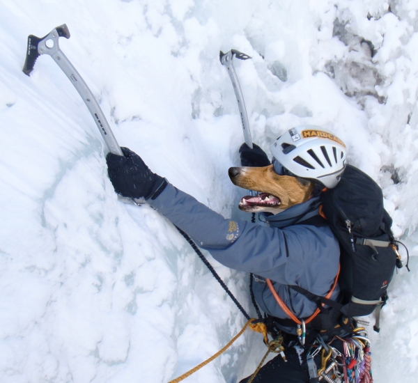 Creation of dog climber: Step 1